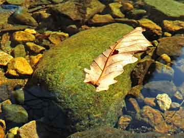 澳門最快開獎(jiǎng)王中王，探索彩票背后的魅力與挑戰(zhàn)，澳門彩票魅力與挑戰(zhàn)，最快開獎(jiǎng)王中王探索之路