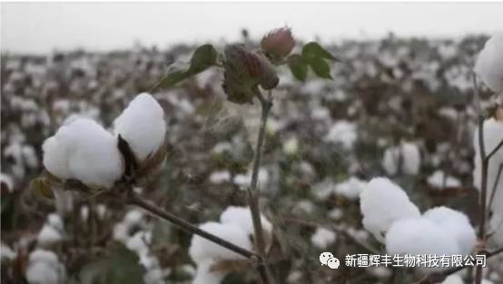 今日籽棉花價格最新動態(tài)，市場走勢與影響因素分析，今日籽棉花價格動態(tài)，市場走勢與影響因素深度解析