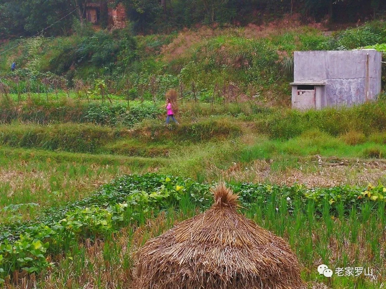 探訪7777788888管家婆老家：歲月靜好的田園風(fēng)光