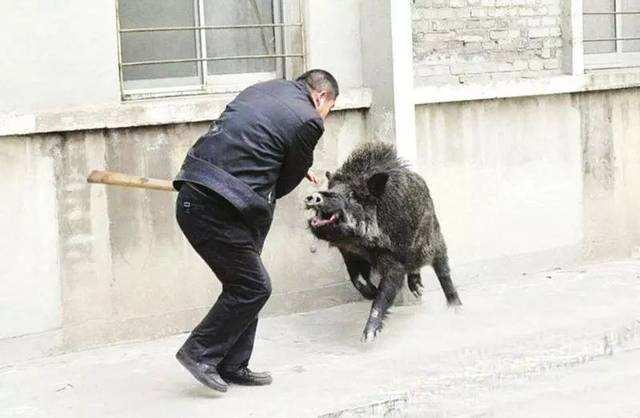 陜西發(fā)生野豬闖民宅撕咬老人事件，人與自然和諧共生的警示，陜西野豬闖民宅撕咬老人事件，人與自然和諧共生的警示敲響警鐘