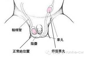 如果男生失去生殖能力怎么辦，挑戰(zhàn)與應(yīng)對策略，男生失去生殖能力的挑戰(zhàn)與應(yīng)對策略