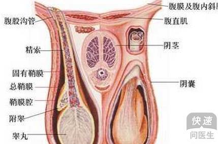 如何確定睪丸是否萎縮，識(shí)別與理解，如何判斷睪丸是否萎縮，識(shí)別與理解指南