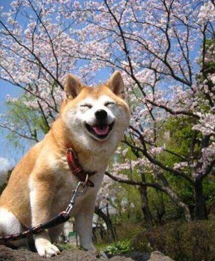 澳門一碼一肖一待一中四不像，探索與解析，澳門一碼一肖一待一中四不像，深度解析與探索