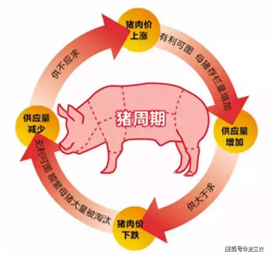 揭秘豬價下跌背后的驚人真相，多重因素交織下的復(fù)雜現(xiàn)象，揭秘豬價下跌背后的多重因素交織復(fù)雜現(xiàn)象，驚人真相曝光