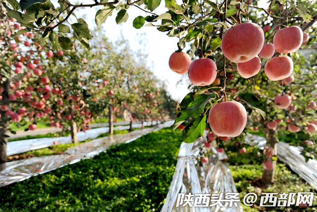 陜西蘋果產(chǎn)業(yè)示范縣建設(shè)進(jìn)展探析，陜西蘋果產(chǎn)業(yè)示范縣建設(shè)進(jìn)展深度探析