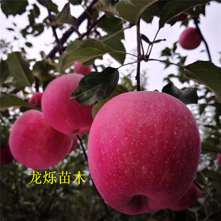瑞雪蘋果新品種的培育過程，瑞雪蘋果新品種的培育之旅