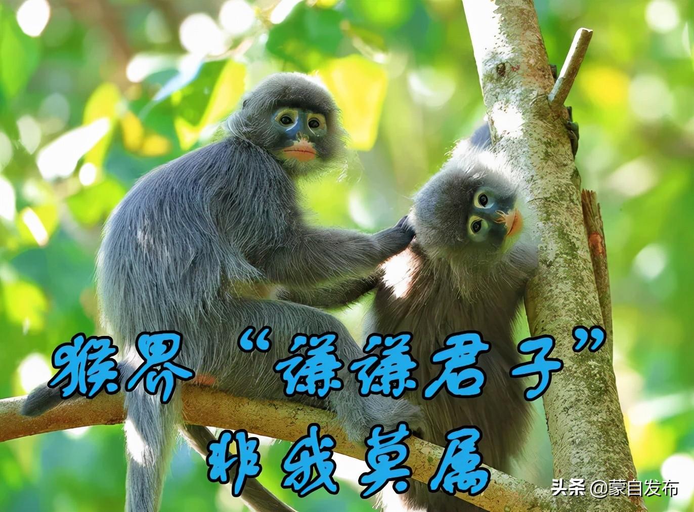 猴子對農(nóng)作物破壞的影響，挑戰(zhàn)與解決方案，猴子對農(nóng)作物破壞的影響，挑戰(zhàn)與應對策略