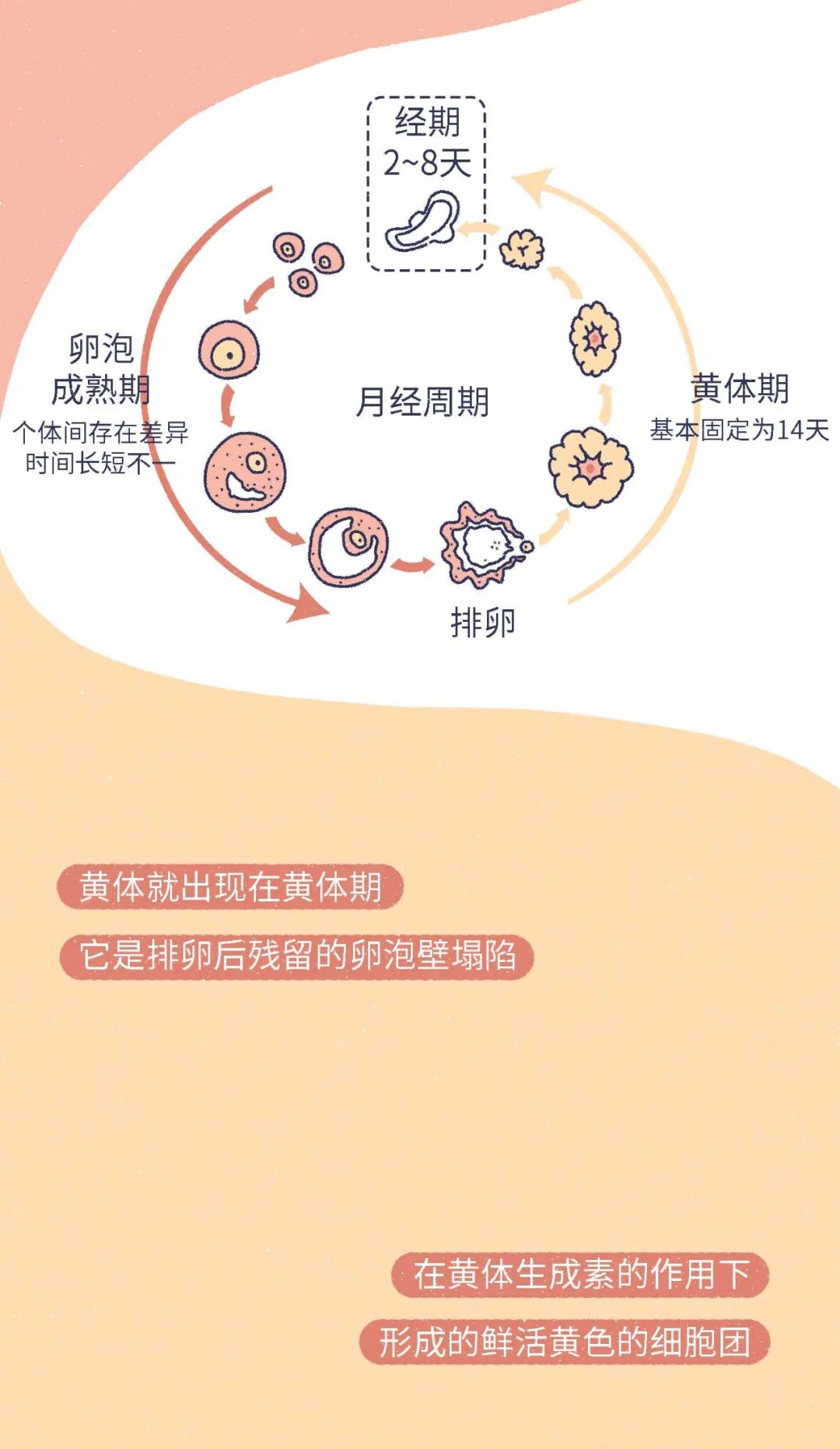 如何預(yù)防黃體破裂，如何預(yù)防黃體破裂的方法與措施