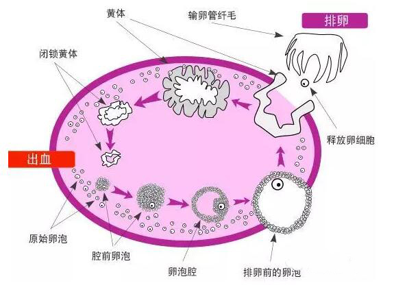如何正確理解黃體破裂，黃體破裂的正確理解方式