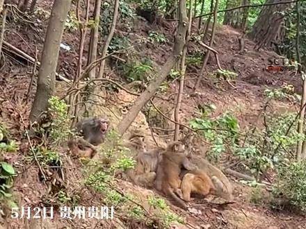 松坪村獼猴搶劫事件，自然與人類(lèi)的交織沖突，松坪村獼猴搶劫事件，自然與人類(lèi)交織沖突的警示故事