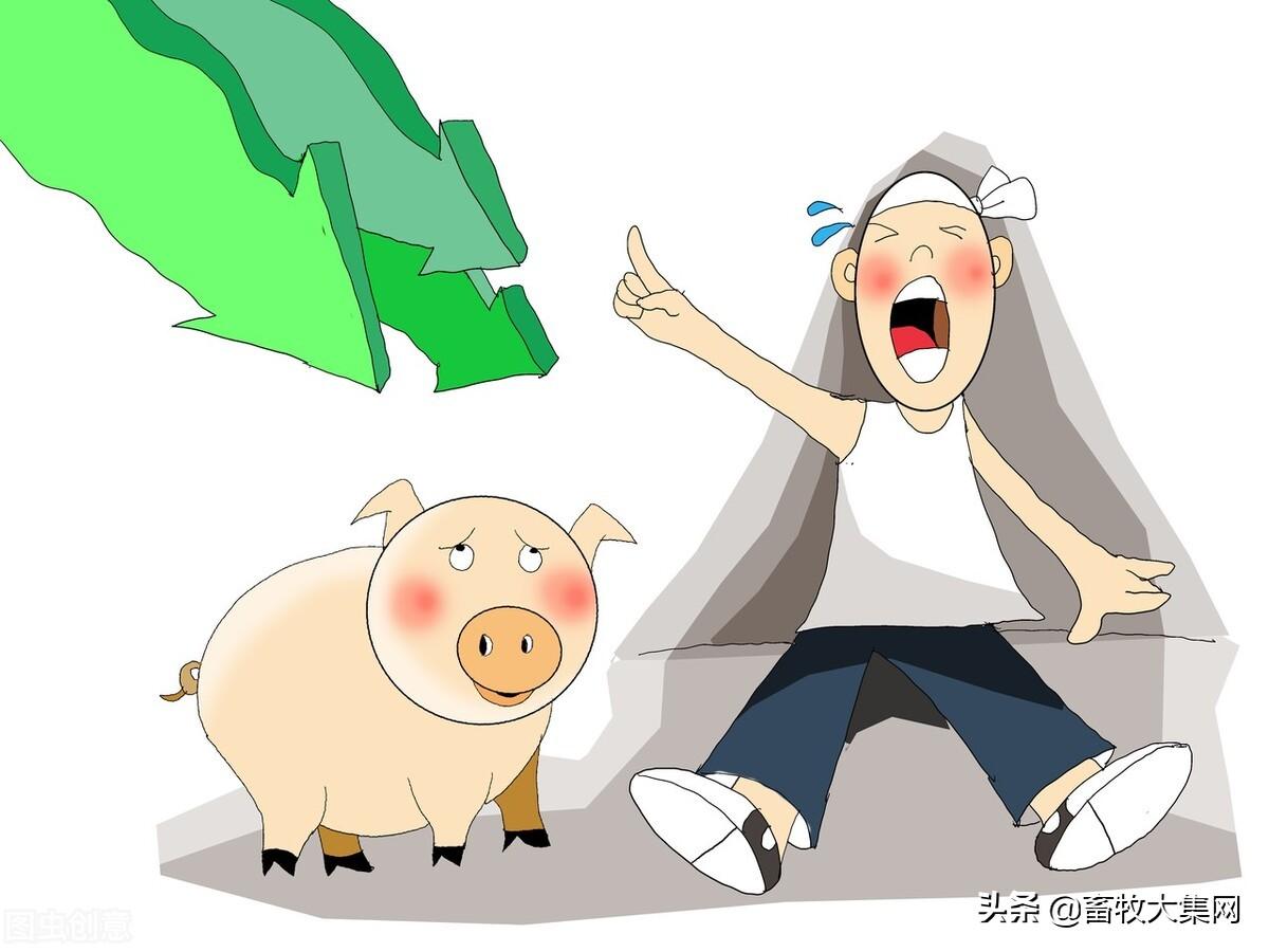 生豬養(yǎng)殖端現(xiàn)狀，豬價震蕩偏弱探析，生豬養(yǎng)殖現(xiàn)狀與豬價震蕩偏弱趨勢探析