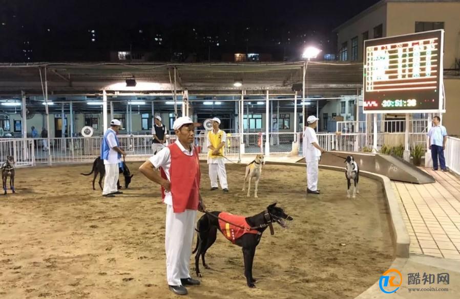 澳門跑狗，歷史、文化與現(xiàn)代娛樂的交融，澳門跑狗，歷史、文化與現(xiàn)代娛樂的交匯點