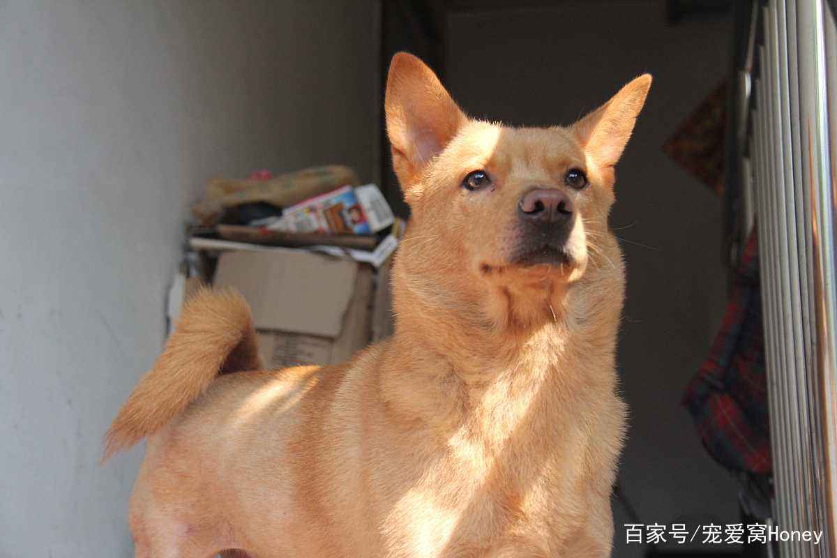 澳門一碼一肖一待一中四不像，探索神秘與現(xiàn)實(shí)的交匯點(diǎn)，澳門神秘與現(xiàn)實(shí)交匯點(diǎn)的探索，一碼一肖一待一中四不像