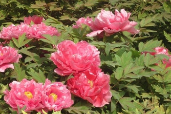 狀元紅彩官網，探索014996背后的故事，狀元紅彩官網揭秘，探索神秘數(shù)字014996背后的故事