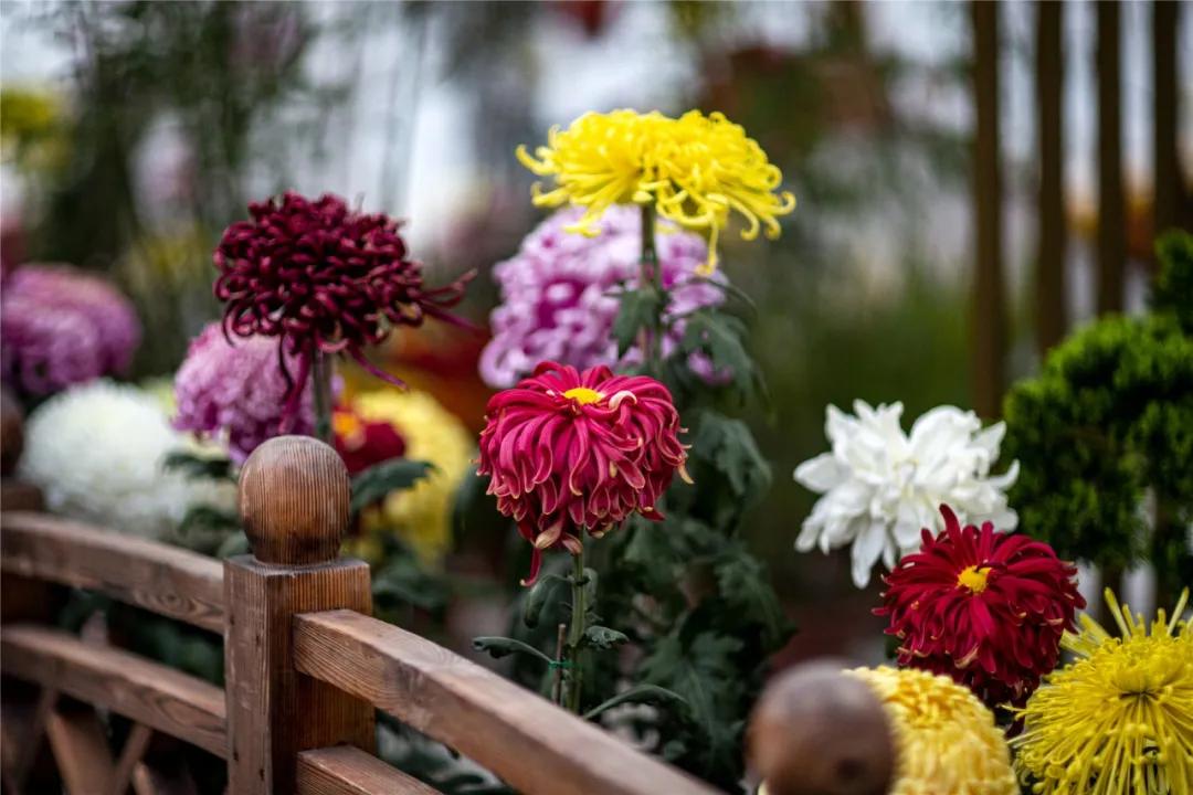世界花卉大觀園門票價格詳解，世界花卉大觀園門票價格全解析