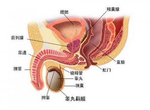 前列腺炎有結(jié)石怎么辦，全面解析治療與預(yù)防策略，全面解析，前列腺炎伴結(jié)石的治療與預(yù)防策略