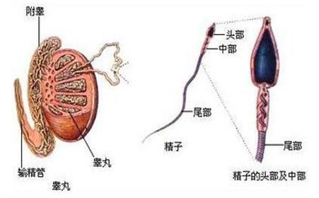 精囊長(zhǎng)出疙瘩的原因及應(yīng)對(duì)方法，精囊長(zhǎng)出疙瘩，成因解析與應(yīng)對(duì)之策