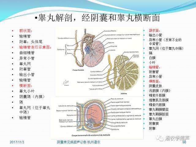睪丸與附睪結(jié)構(gòu)圖，揭示男性生殖系統(tǒng)的奧秘，男性生殖系統(tǒng)揭秘，睪丸與附睪結(jié)構(gòu)圖解析
