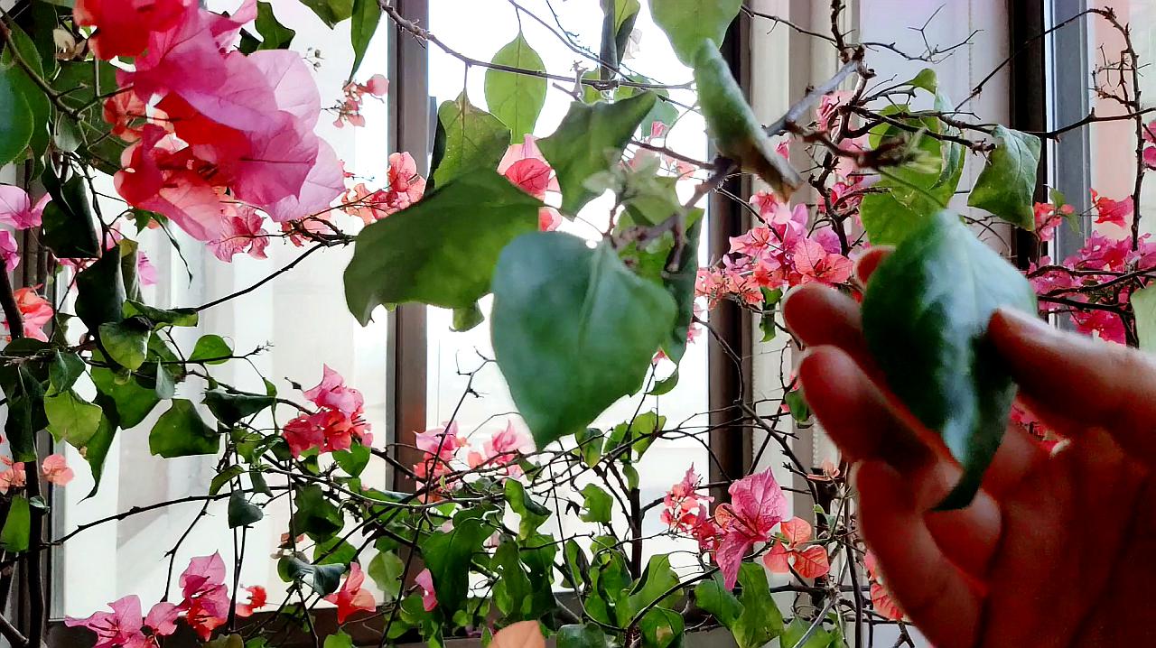 嬌花難養(yǎng)，生命的脆弱與珍視之美，嬌花難養(yǎng)，生命的脆弱與珍視之美