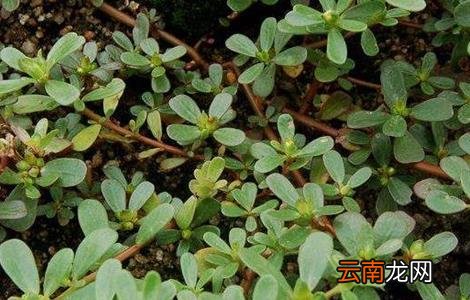 馬齒莧，自然賦予的神奇草本，揭示其功效與作用，神奇馬齒莧，自然草本的力量與功效揭秘