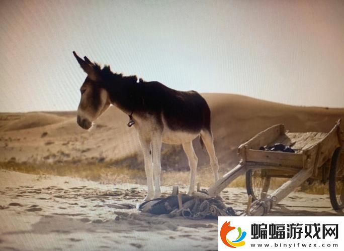 小毛驢影院，光影交織下的藝術殿堂，小毛驢影院，光影藝術交織的殿堂