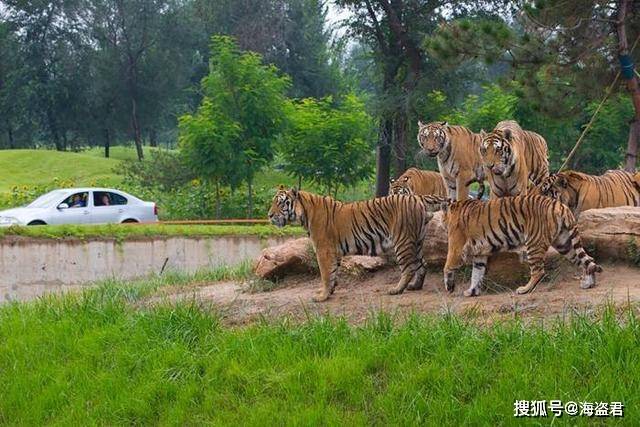 北京野生動物園自駕攻略，北京野生動物園自駕游攻略指南
