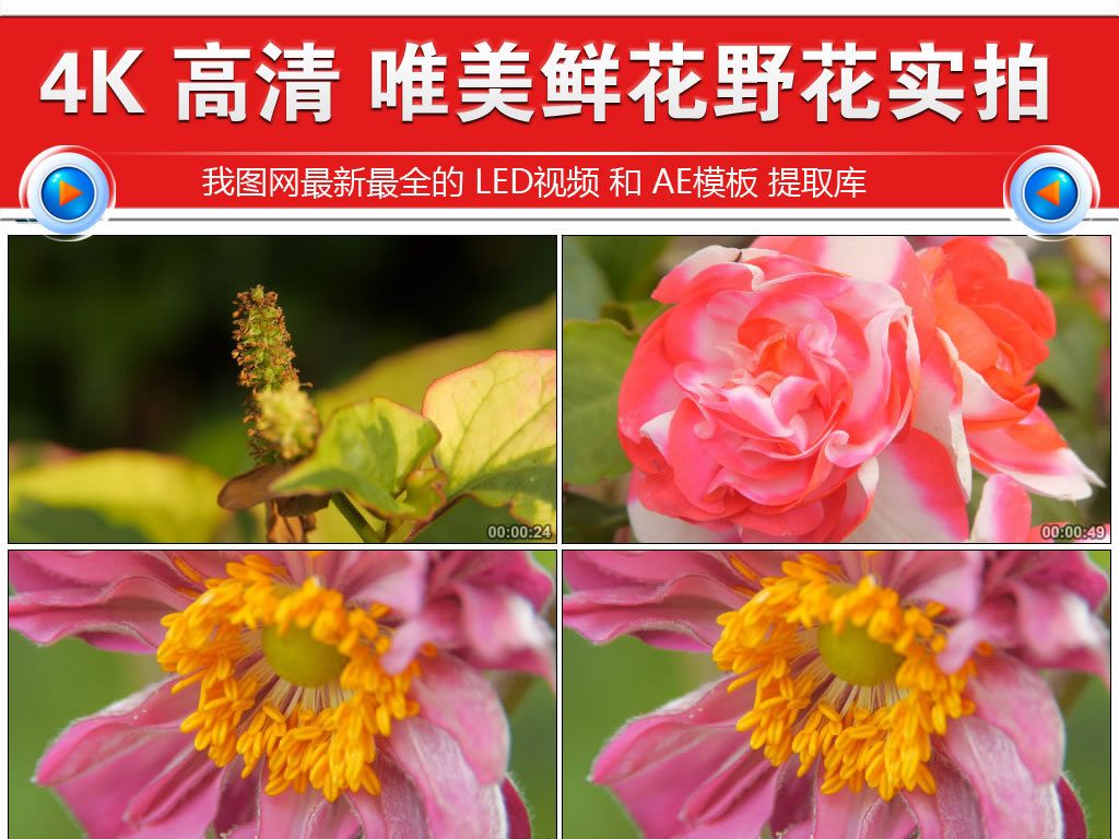 野花視頻高清完整在線觀看，自然之美的瞬間捕捉，自然之美，野花視頻高清在線觀看