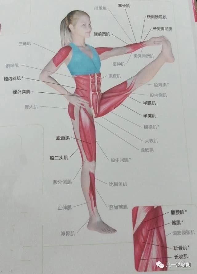 瑜伽視頻教程初級(jí)入門課程全套，一步步帶你走進(jìn)瑜伽的世界，瑜伽初學(xué)者全攻略，初級(jí)入門課程視頻教程，引領(lǐng)你步入瑜伽世界