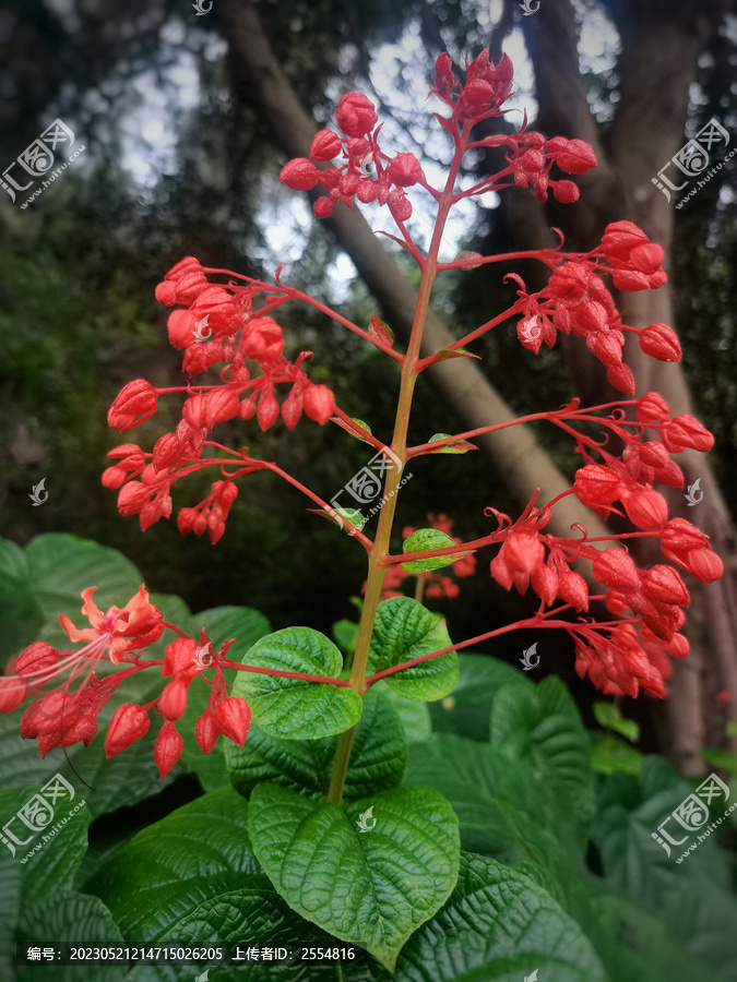 澳門資料中的狀元紅，探尋未來的機遇與挑戰(zhàn)（2025展望），澳門狀元紅資料揭秘，未來機遇與挑戰(zhàn)展望（2025年展望）