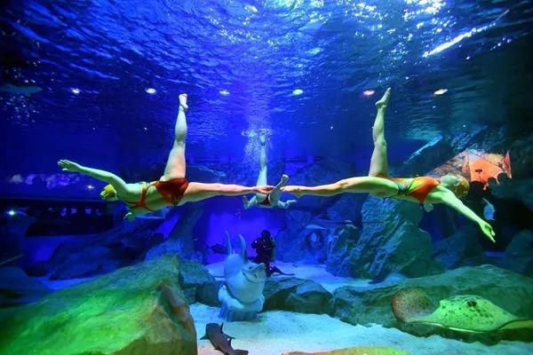 成都海昌極地海洋世界門票預(yù)訂攻略，成都海昌極地海洋世界門票預(yù)訂攻略詳解