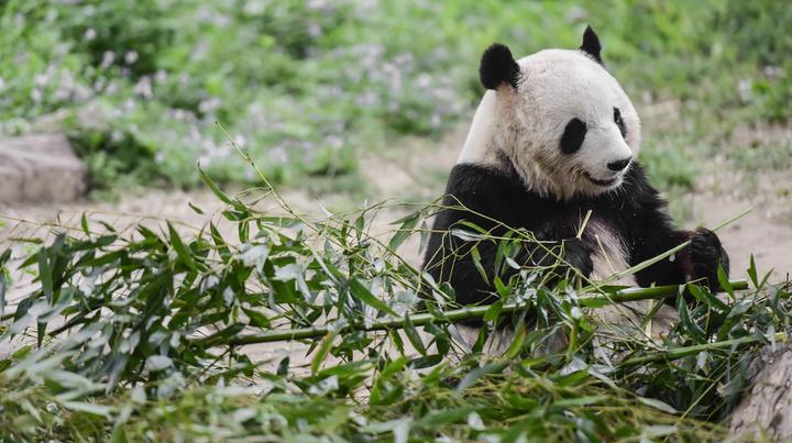 北京動(dòng)物園門票購(gòu)買攻略，北京動(dòng)物園門票購(gòu)買指南