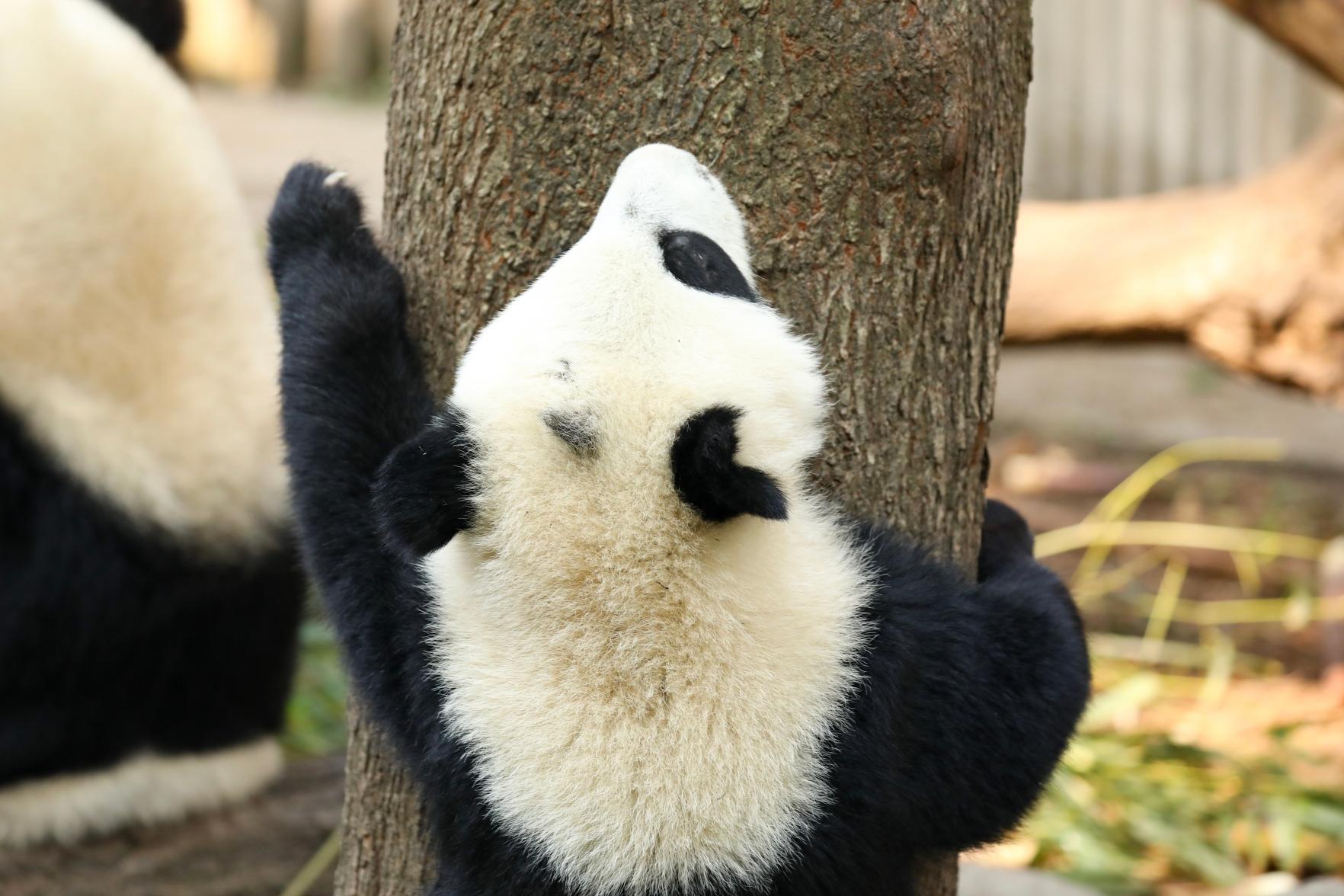 成都熊貓基地官網(wǎng)，探尋熊貓故鄉(xiāng)的門戶，成都熊貓基地官網(wǎng)，探尋熊貓故鄉(xiāng)的門戶之旅