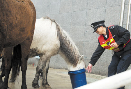 澳門四不像特馬，探索神秘與魅力的交匯點，澳門神秘四不像特馬，探索魅力交匯之旅