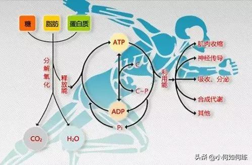 有氧運動與無氧運動在減肥中的優(yōu)劣比較，有氧運動與無氧運動在減肥中的對比，優(yōu)劣分析