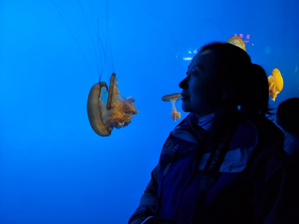 北京海底世界的奇妙之旅，探索神秘的海底奇景，北京海底世界探險，神秘海底奇景之旅