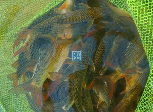 石斑魚價(jià)格探析，多少錢一斤？，石斑魚價(jià)格解析，市場(chǎng)售價(jià)究竟多少？