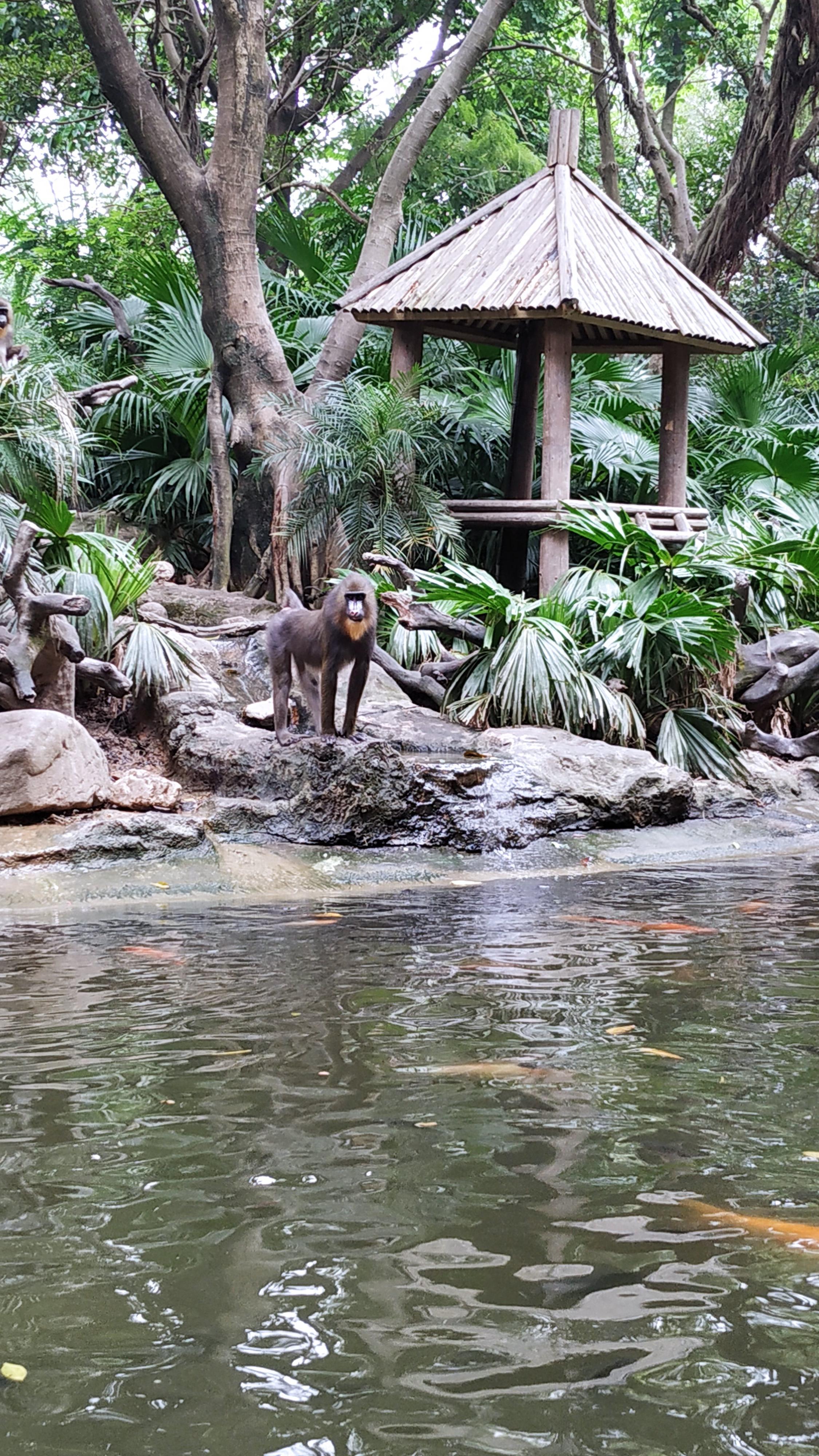 長隆動物園，自然與人文的和諧交融，長隆動物園，自然與人文的和諧共生之地