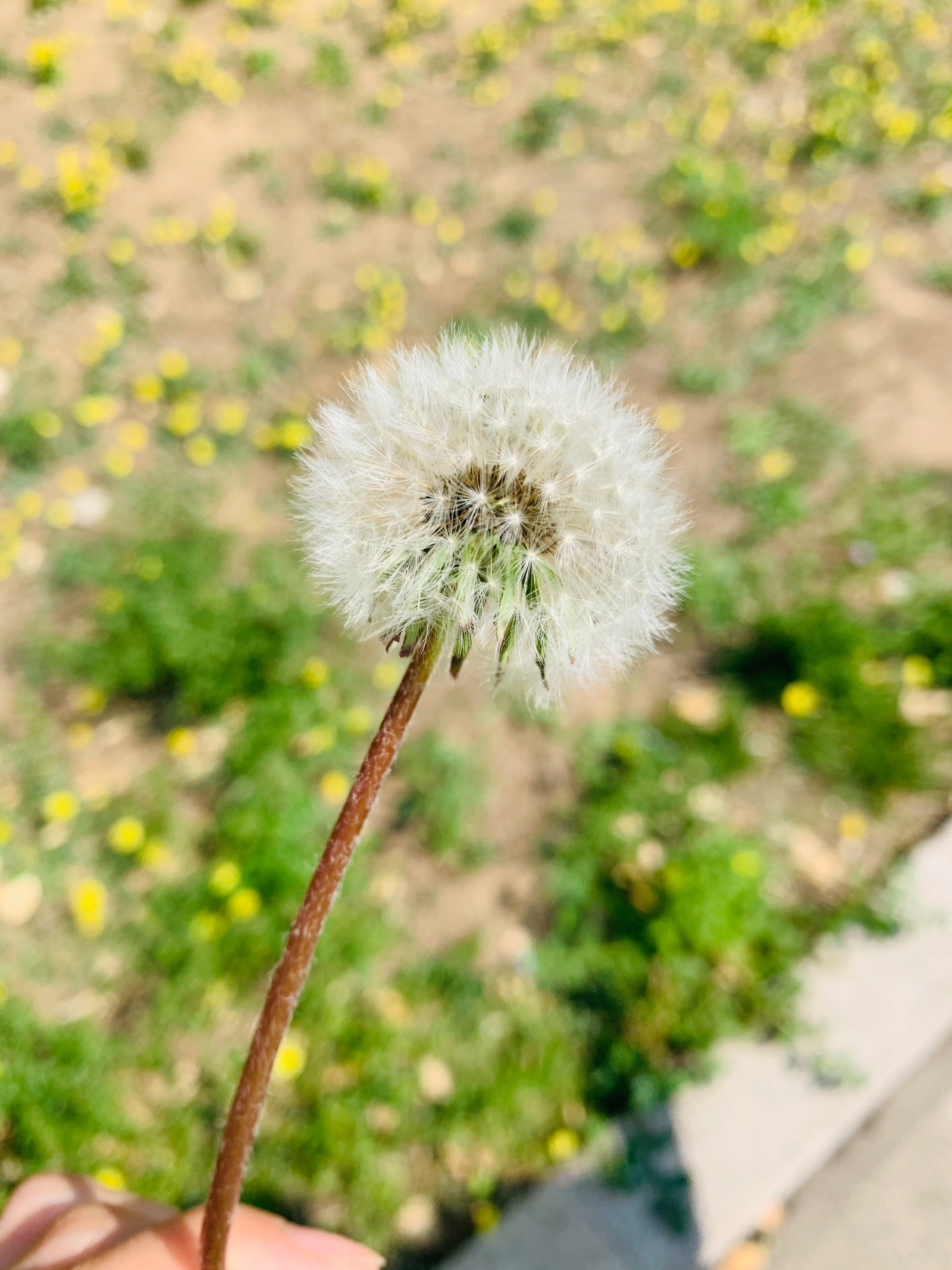 蒲公英，生命的頑強與自然的韻律，蒲公英，生命的堅韌與自然的和諧韻律