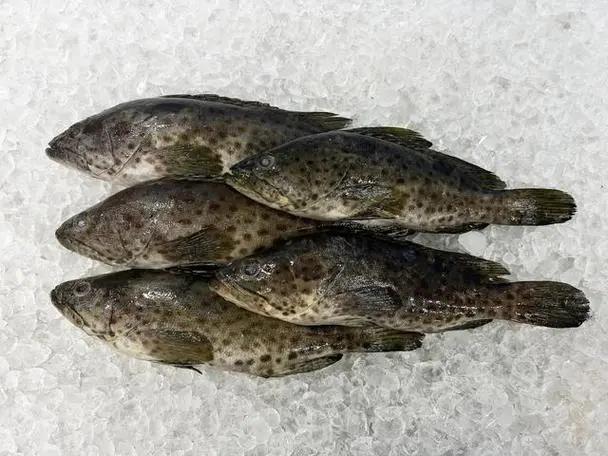 石斑魚，海洋的瑰寶與餐桌上的美味佳肴，石斑魚，海洋美味與餐桌珍寶