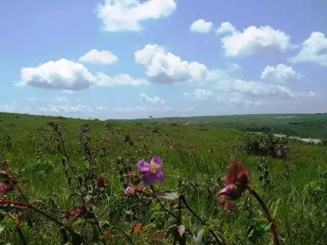 野花高清在線觀看免費(fèi)完整版中文，自然之美與文化的交融，野花高清在線觀看，自然之美與文化的交融（免費(fèi)完整版中文）