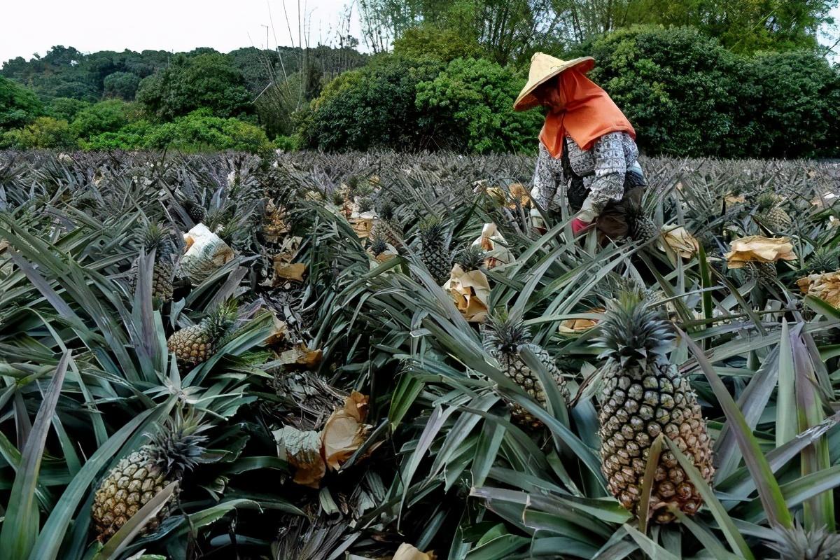 最近臺灣和大陸發(fā)生了什么？，臺灣與大陸最新動態(tài)，時事熱點解析