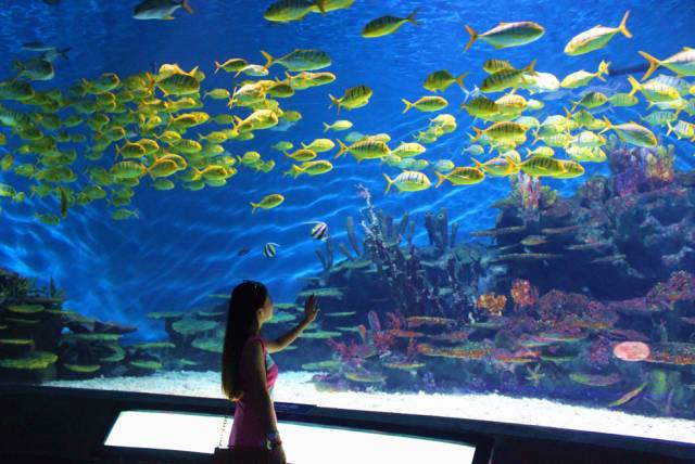 成都海昌極地海洋公園官網(wǎng)，探索神秘海洋世界的門戶，成都海昌極地海洋公園官網(wǎng)，探索神秘海洋世界的門戶之旅