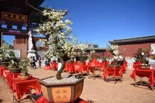 大理到麗江，一段美麗的旅程，大理至麗江，一段醉美的旅途