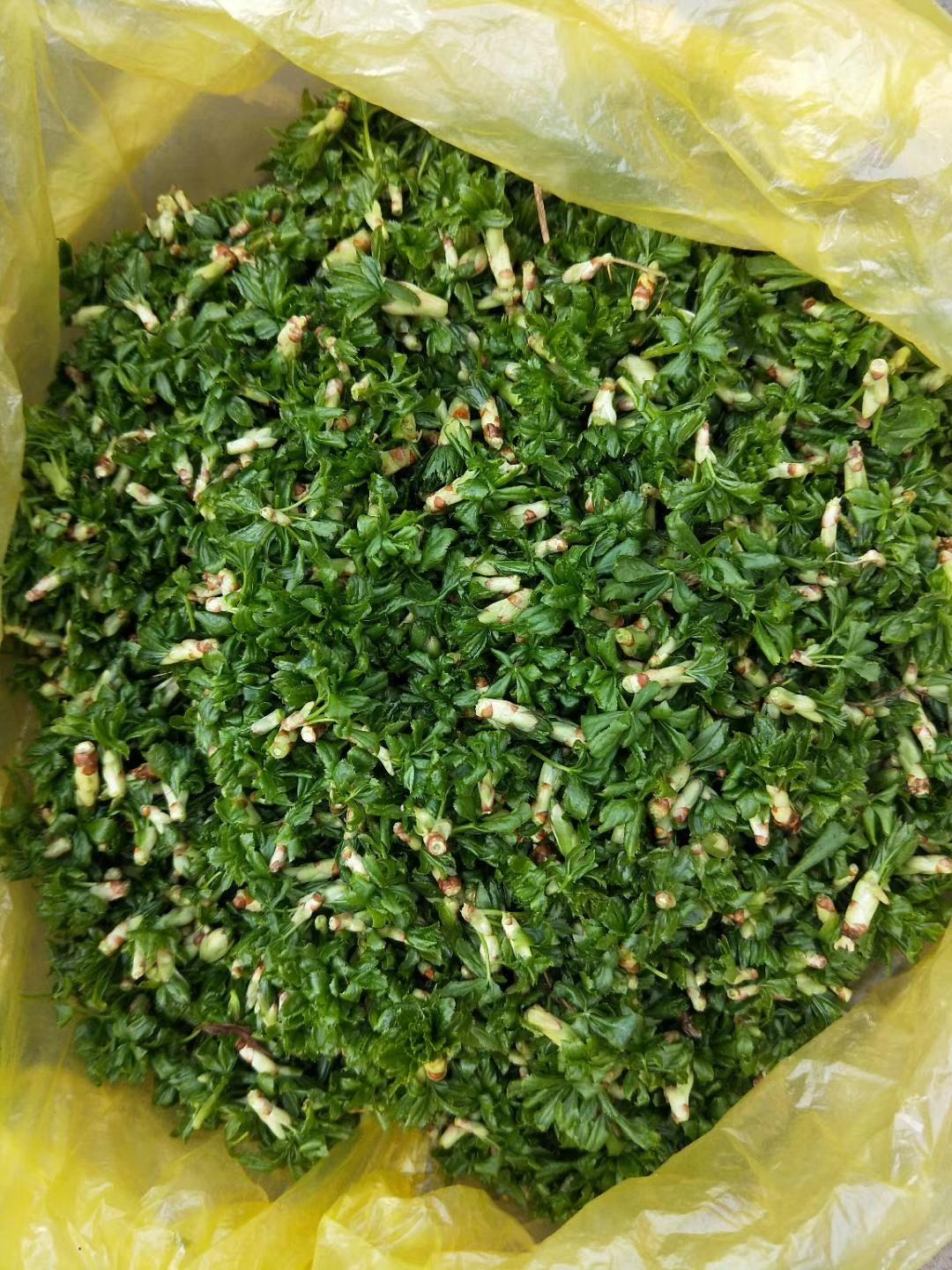 探索三十種最常吃的涼拌菜，美味與健康并存的藝術(shù)，三十種家常涼拌菜，美味與健康并存的佳肴探索