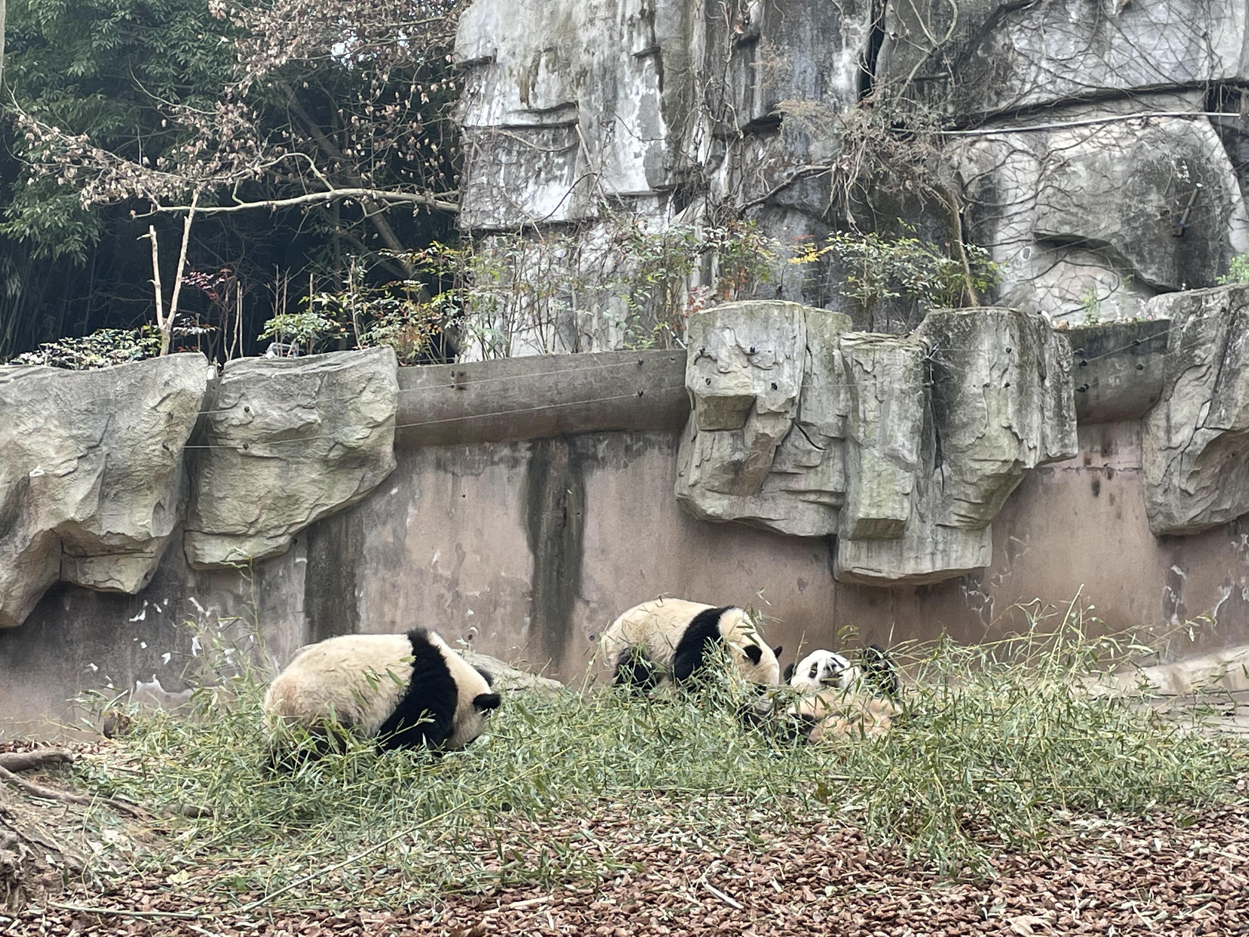 成都市區(qū)旅游景點(diǎn)大全攻略，成都市區(qū)旅游景點(diǎn)全攻略大全