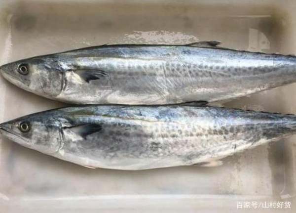 馬鮫魚和鲅魚的區(qū)別，深入了解兩種海洋魚類的差異，馬鮫魚與鲅魚的深度解析，海洋魚類的差異探究
