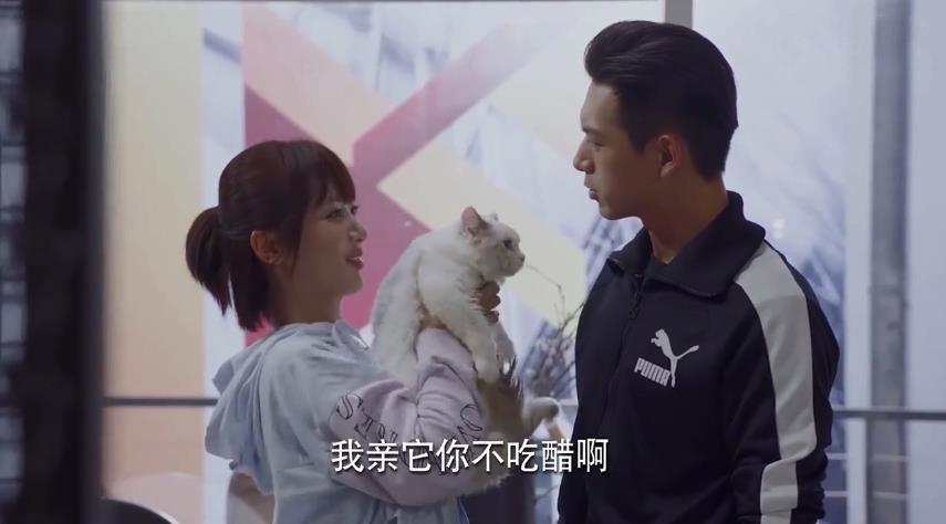 探索貓咪最新永久地域網(wǎng)名，一場關(guān)于貓咪文化與網(wǎng)絡(luò)熱詞的奇妙旅程，貓咪文化熱詞之旅，探索最新永久地域網(wǎng)名
