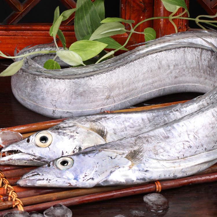 探索海洋之美，帶魚圖片的魅力與啟示，探索海洋之美，帶魚圖片的魅力及其啟示