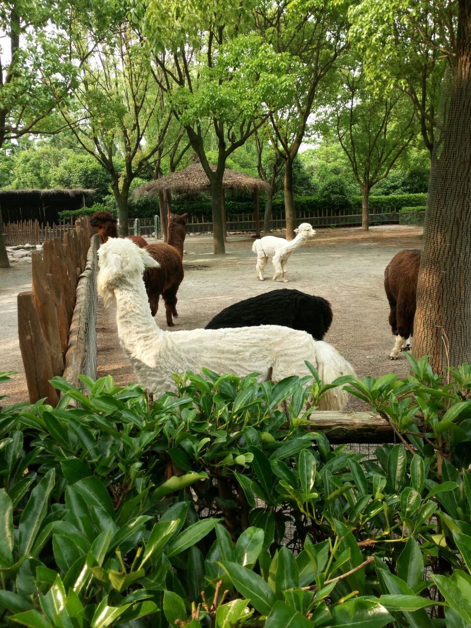 上海野生動物園周邊房價探析，上海野生動物園周邊房價分析