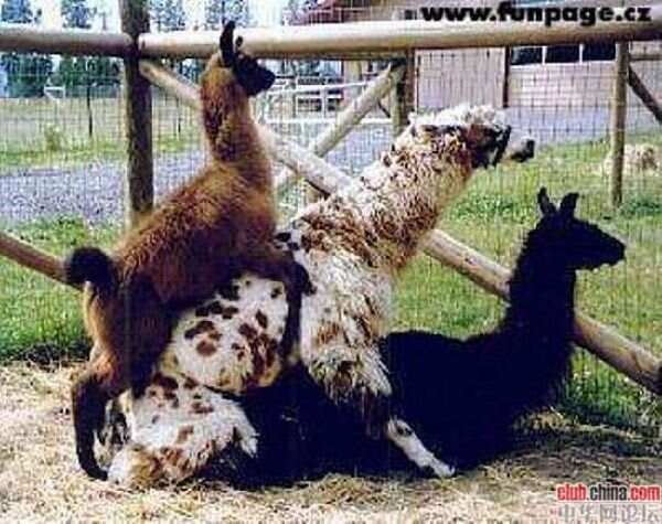 動物配種，自然界的奧秘與生命的繁衍，動物配種，揭秘自然界奧秘與生命繁衍的奇跡